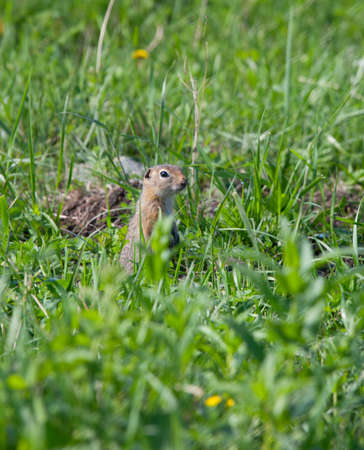 Family gophers on the green grass