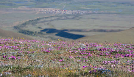 Alpine meadow in the summer. Forget-me-not flowers and otherの写真素材