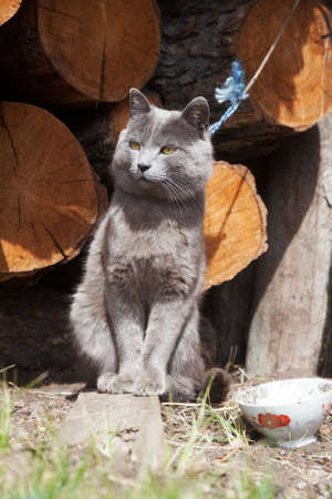 Rural cat on a leash. That would not have escapedの写真素材