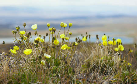 Raditsatum Papaver botanical name  poppy polar