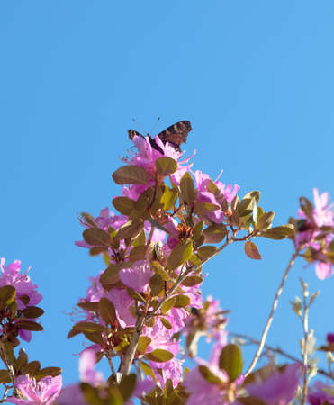 Rhododendron Ledebour beautiful flower in spring in the mountainsの写真素材