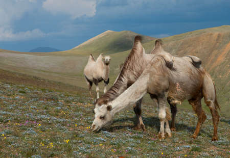 Herd of wild Mongolian camels