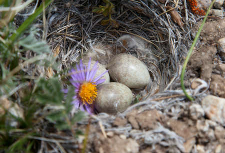 bird's nest decorated with beautiful flowerの写真素材