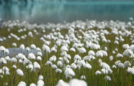 Cotton grass on the shore of a mountain lakeの写真素材