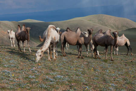Herd of camels in the steppes of Mongolia.の写真素材