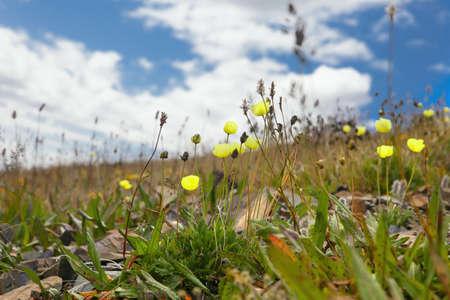 Raditsatum Papaver botanical name  poppy polar