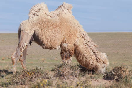 Lovely camel with a humpの写真素材