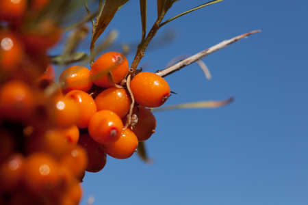 wild sea buckthorn on a background of blue sky