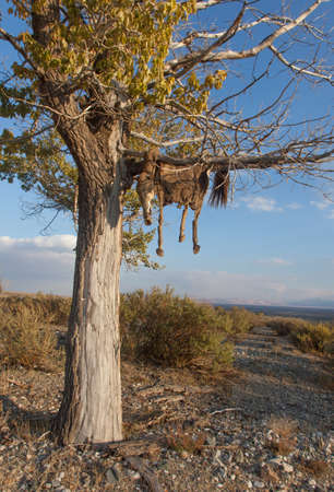 Hide sacrificial horse hanging on the treeの写真素材