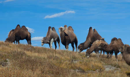 Bactrian camels on the background of blue skyの写真素材