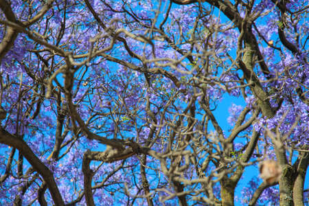 Jacaranda bloom in the Churchill street of Ethiopiaの写真素材