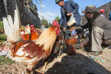 Ethiopia,Addis Ababa, January 5,2014. Animal market on the eve of a religious celebration in Ethiopia, Addis Ababa, January, 2014.のeditorial素材