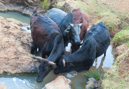 Ethiopia. Addis Ababa, January 7, 2014, Cows at the watering in Ethiopia, Addis Ababa, Entoto Mountain in January 7,2014.の写真素材