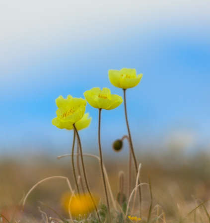 Papaver alpinum on blue sky backgroundの写真素材