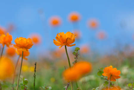 Trollius asiaticus on blue sky backgroundの写真素材