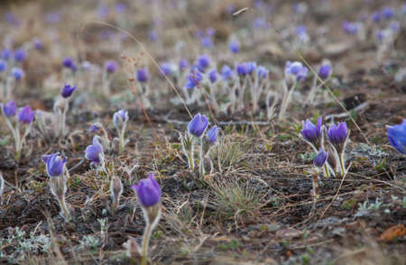 buds Pulsatilla grandis on the meadow