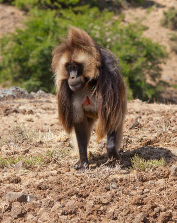 African baboon in Ethiopia