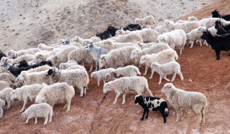 Flock of sheep on the hillside