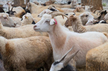Goats and sheep in a cattle-pen in Central Mongolia.の写真素材