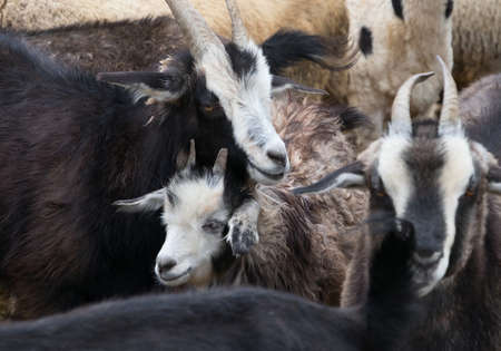 Goats and sheep in a cattle-pen in Central Mongolia.の写真素材