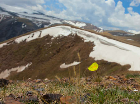 Papaver alpinum on blue sky background