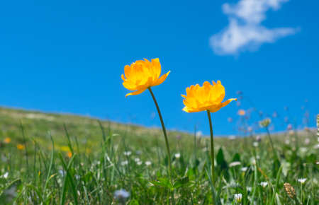 Trollius against the blue sky in the mountainsの写真素材