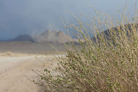 Desert landscape with bushes and sandの写真素材