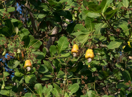 cashew nut on treeの写真素材