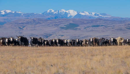 A herd of yaks on a mountain pastureの写真素材