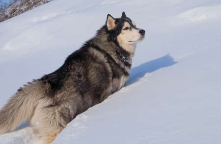 Siberian Husky in the snow in the winterの写真素材