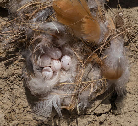 Riparia Riparia or swallow Sand Martin and its nest with eggsの写真素材