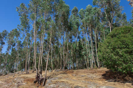Ethiopia, Addis Ababa, January 5,2014. Eucalyptus forest in Ethiopia on Mount Entoto January 5, 2014の写真素材