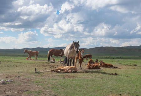 koumiss farm in the steppes of Central Asiaの写真素材