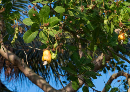 cashew nut on treeの写真素材