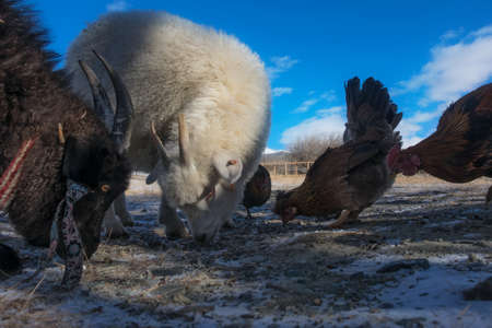 Goats and chicken in the barnyardの写真素材