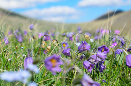 Alpine meadow summer day. Blue sky and cloudsの写真素材