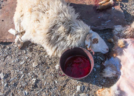 Halal sheep at a camp in Asiaの写真素材
