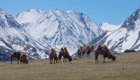 Herd of Bactrian spring in the mountainsの写真素材