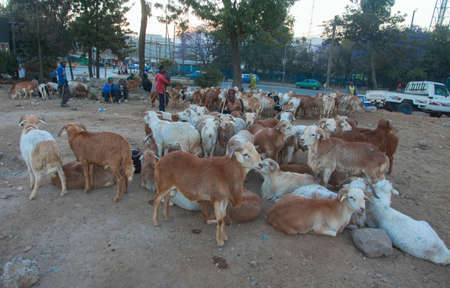January 4 2014 Animal market on the eve of a religious celebration in Ethiopiaのeditorial素材