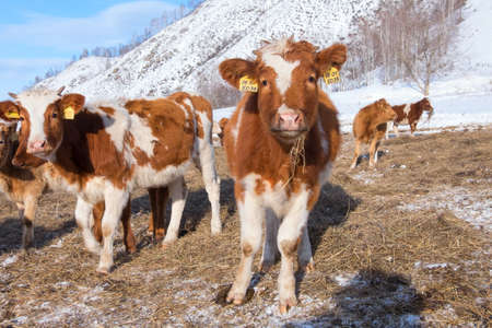 A herd of young cows on winter pastureの写真素材