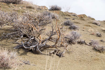 Camel thorn in the Altai Mountains in Central Asiaの写真素材
