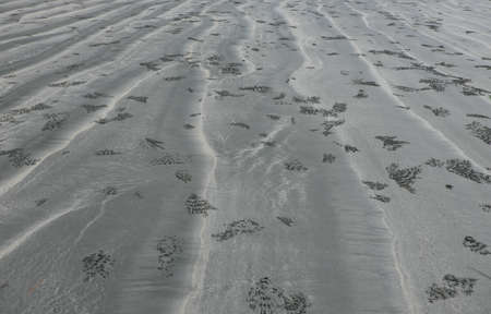 Sand texture on the beach of the warm seaの写真素材