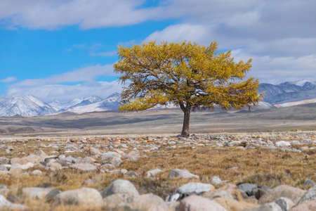 Lonely tree in the steppe in the mountainsの写真素材