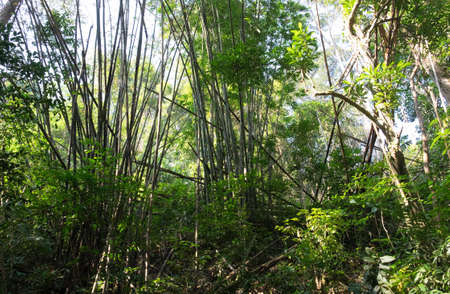 Bamboo jungle in the middle  of tropical Thailandの写真素材