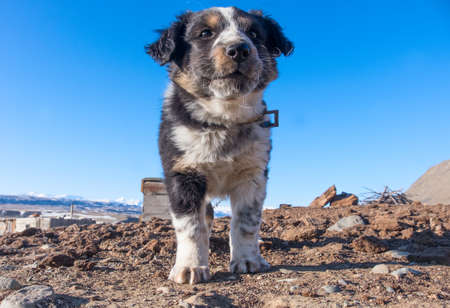 Small shepherd dog puppy in the steppes of Asiaの写真素材