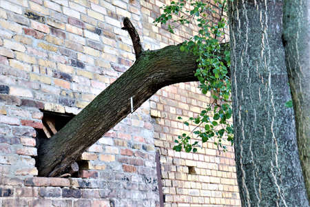 Tree breaks the wall to reach freedomの写真素材