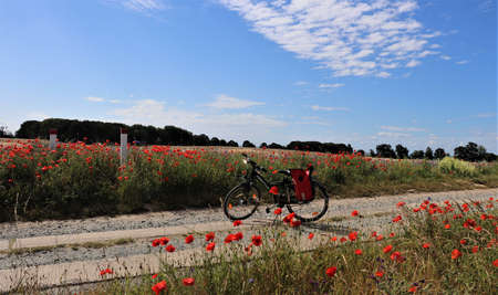 Beautiful Red Poppy Flowers in fieldの写真素材
