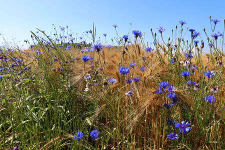 The purple poppy flower stock photoの写真素材