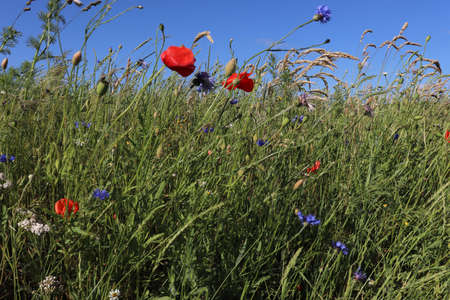 Purple Poppy Images, Stock Photosの写真素材