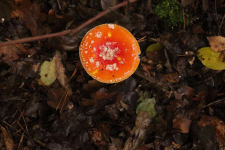 Close up detail of red and white spotted fly agaric mushroom Fly agaric mushroom growing on grass in autumn after rain and moistureの写真素材
